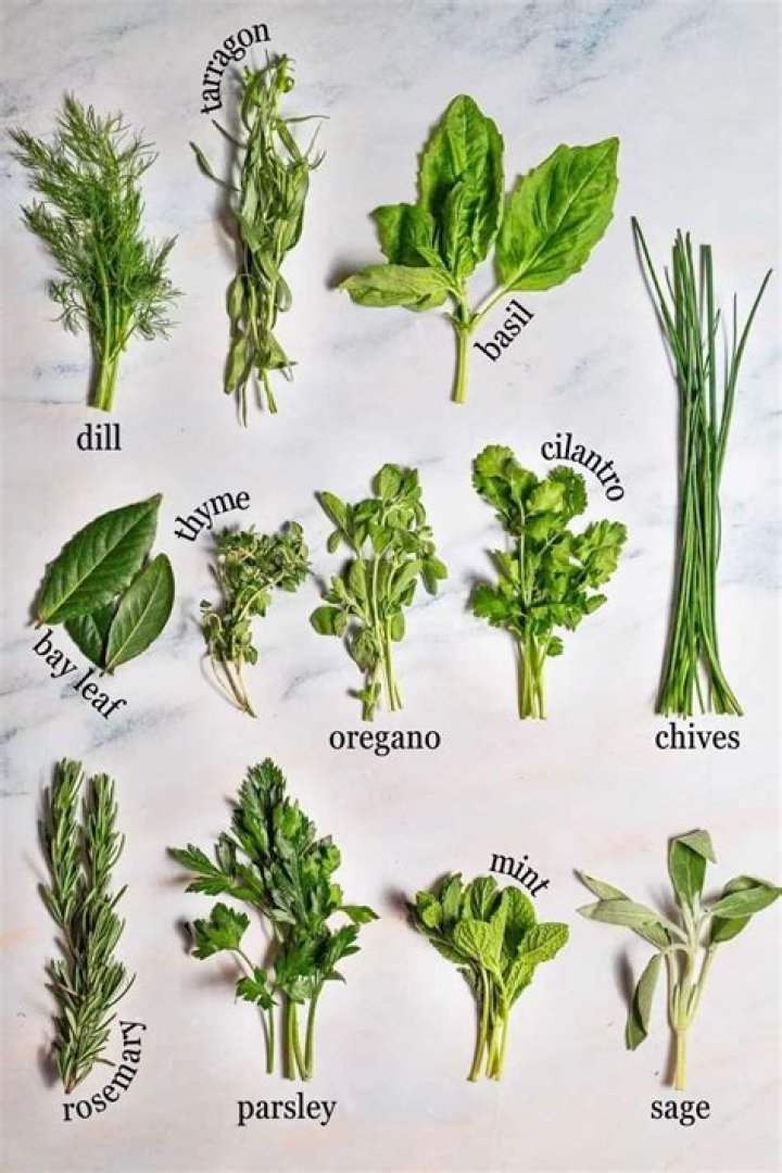 Angelica: The Most Popular Herb For Days