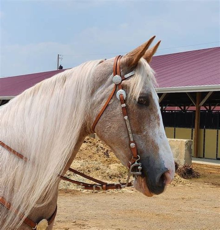 Chappell Roan Horse: Unveiling Its Dimensions