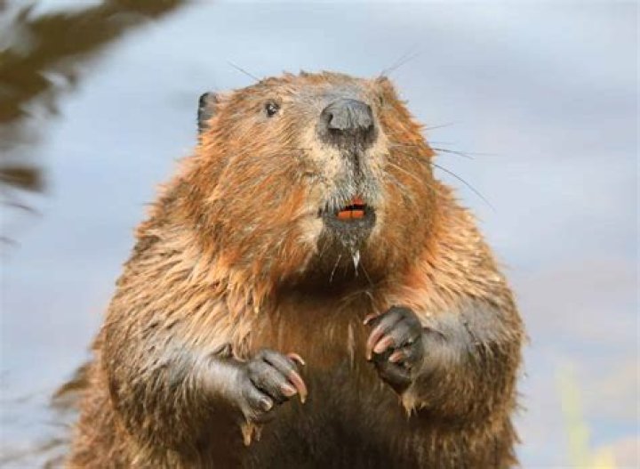 Discover The Astonishing World Of Clifford Beaver: A Masterclass In Wildlife Photography