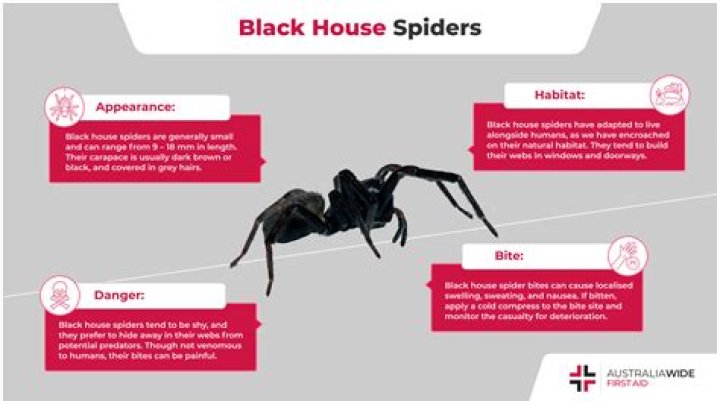 Discover The Fascinating World Of Pregnant House Spiders