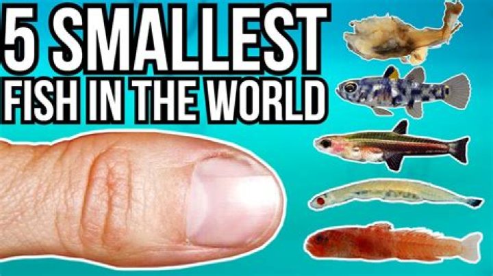 Discovering The Tiny Marvels: The Smallest Fish In The World