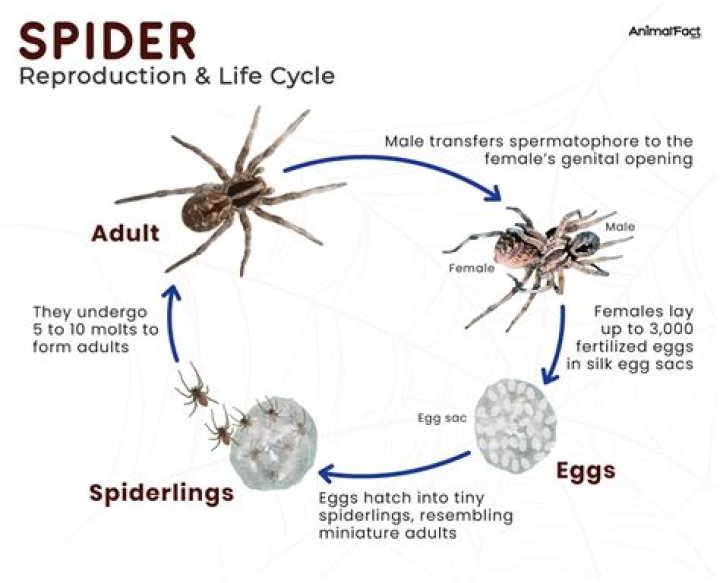 How Long Do Spiders Stay Pregnant: The Ultimate Guide