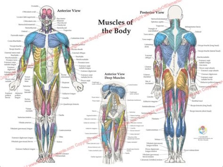 Messi's Muscular Body: Anatomy Of An Elite Athlete