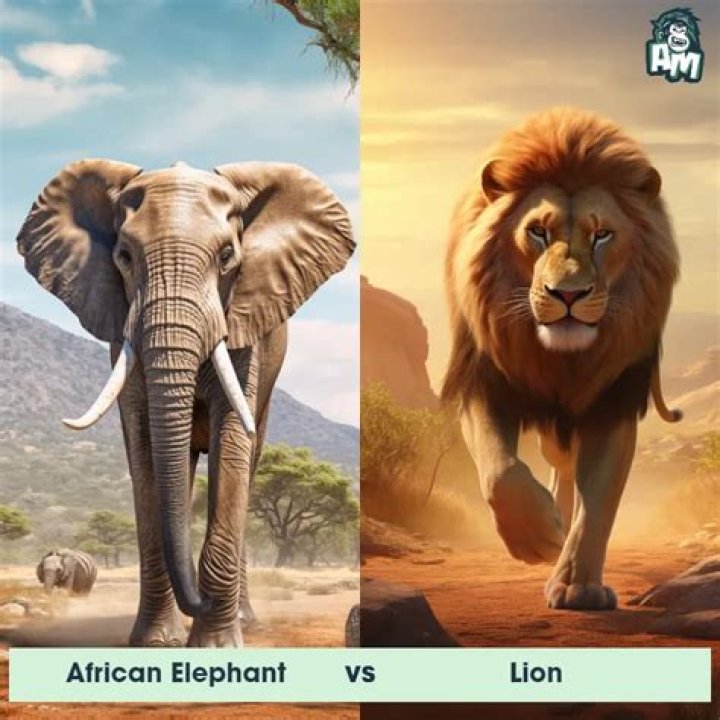 The Ultimate Showdown: Lion Vs Elephant - Who Reigns Supreme?